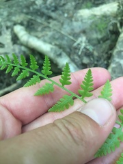 Dryopteris cristata