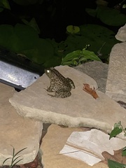Lithobates catesbeianus