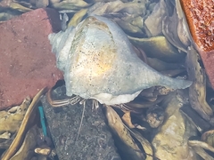 Clibanarius vittatus