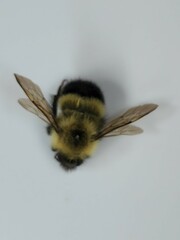 Bombus vagans