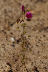 Drosera neesii