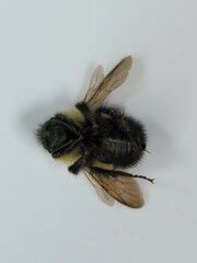 Bombus vagans