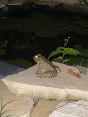 Lithobates catesbeianus