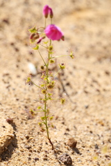 Drosera neesii