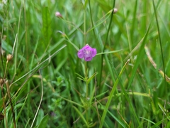 Agalinis tenuifolia