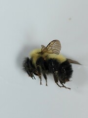 Bombus vagans