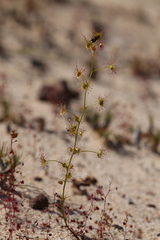 Drosera neesii