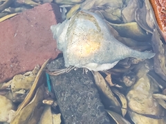 Clibanarius vittatus