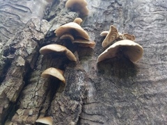 Crepidotus applanatus