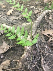 Dryopteris cristata