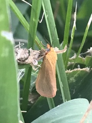 Virbia aurantiaca