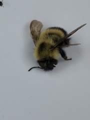 Bombus vagans
