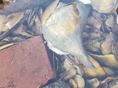 Clibanarius vittatus