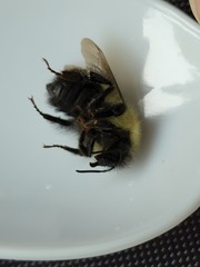 Bombus vagans