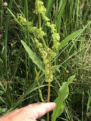 Rumex fueginus