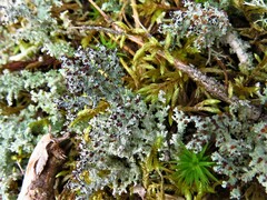 Stereocaulon saxatile