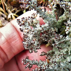 Stereocaulon saxatile