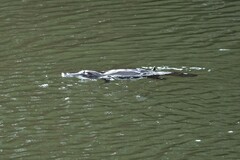 Ornithorhynchus anatinus