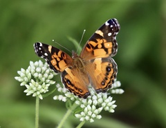 Vanessa virginiensis
