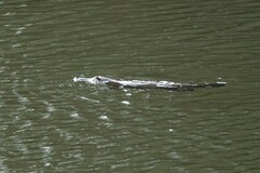 Ornithorhynchus anatinus