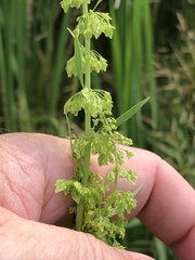 Rumex fueginus