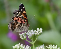 Vanessa virginiensis