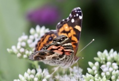 Vanessa virginiensis