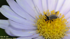 Adelphocoris triannulatus