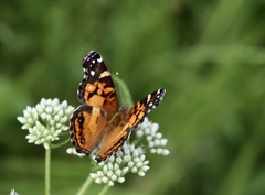 Vanessa virginiensis