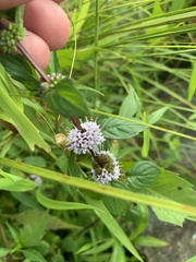 Mentha canadensis