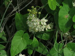 Funastrum cynanchoides
