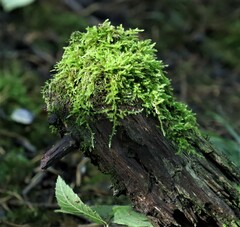 Amblystegium serpens