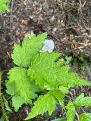 Rubus spectabilis