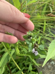 Mentha canadensis