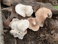 Agaricales
