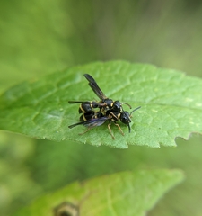 Parancistrocerus perennis