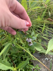 Mentha canadensis