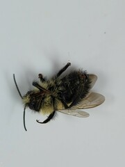 Pyrobombus
