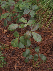 Toxicodendron pubescens
