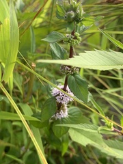 Mentha canadensis
