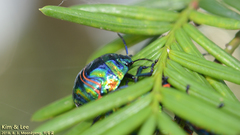 Poecilocoris splendidulus