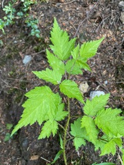 Rubus spectabilis