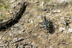 Cicindela oregona