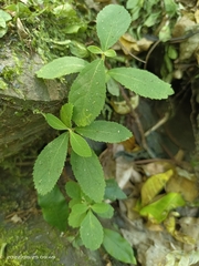 Callicarpa formosana formosana