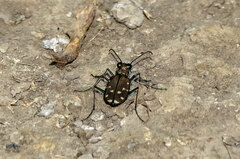 Cicindela oregona