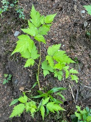 Rubus spectabilis