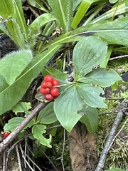 Cornus canadensis