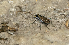 Cicindela oregona