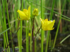 Utricularia cornuta