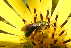 Augochlora pura